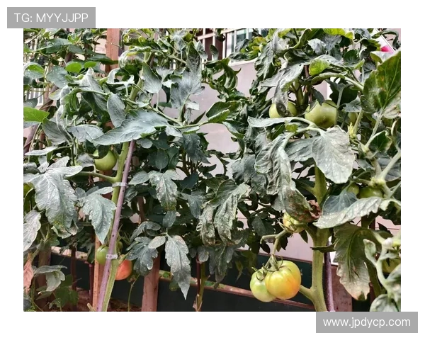 贝克汉姆展示自家菜园生活热爱田园种植亲自种植新鲜蔬菜分享心得